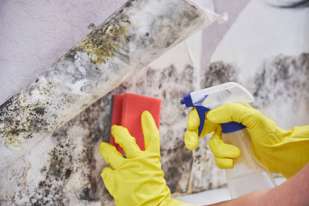 Mold Odor Removal Services in Rossville, TN